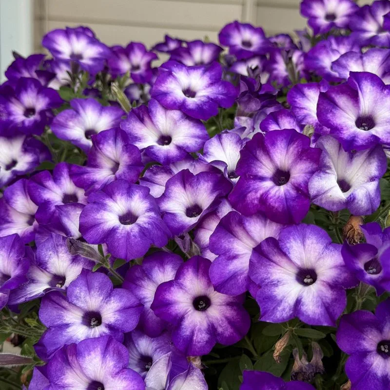 Petunia