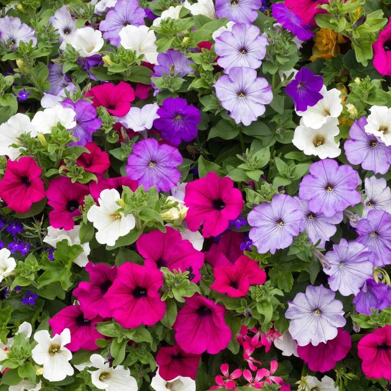 Petunia