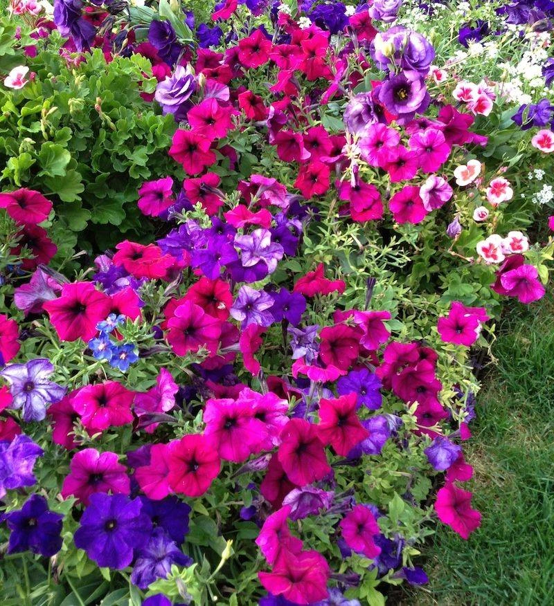 Petunia