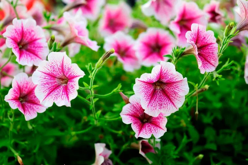Petunias