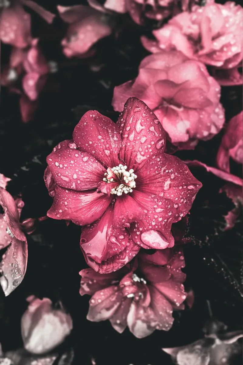 Begonias