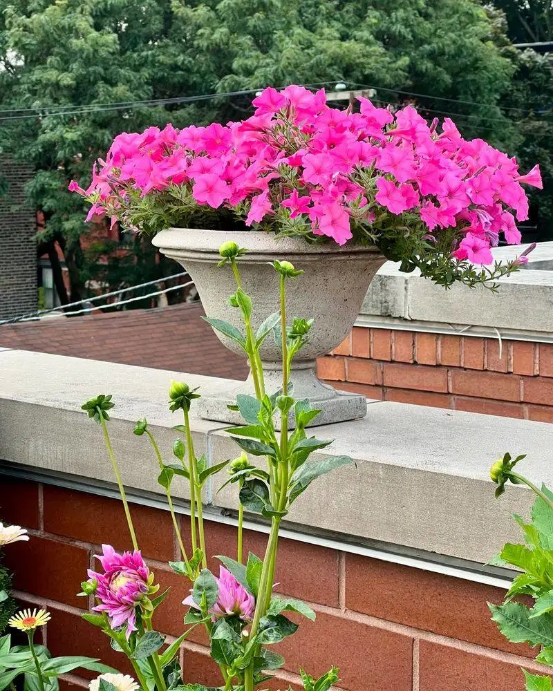 Petunias