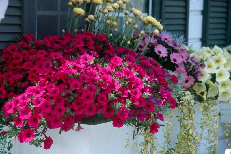 Petunias and Vinca