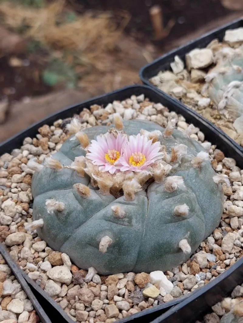 Peyote (Lophophora williamsii)