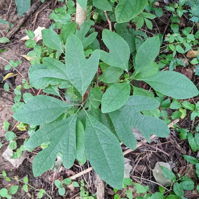 Sassafras