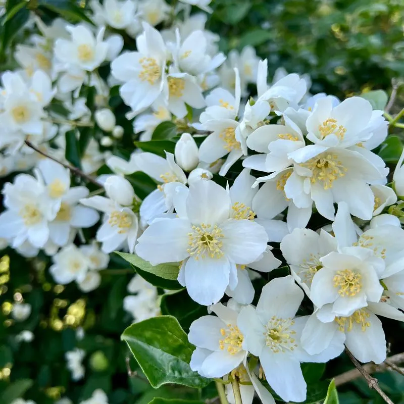 Philadelphus