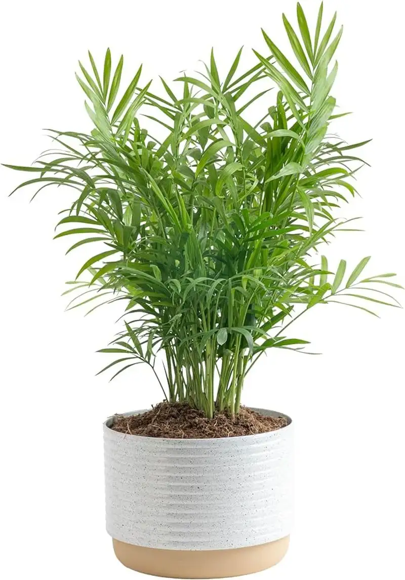 Parlor Palm