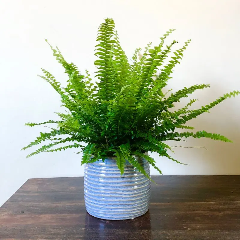 Boston Fern (Nephrolepis exaltata)