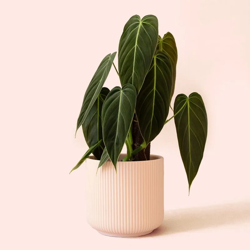 Philodendron