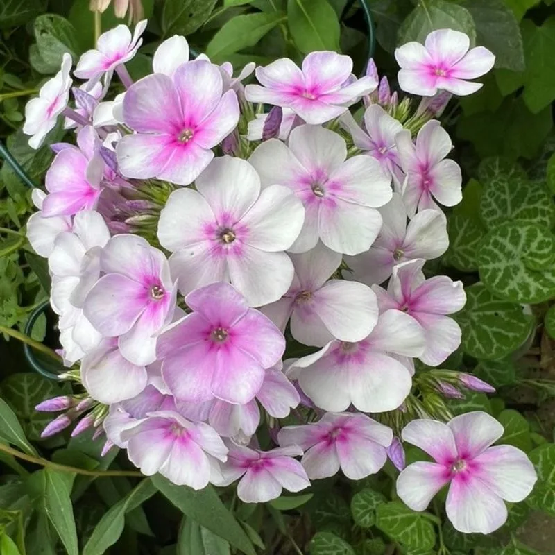 Phlox