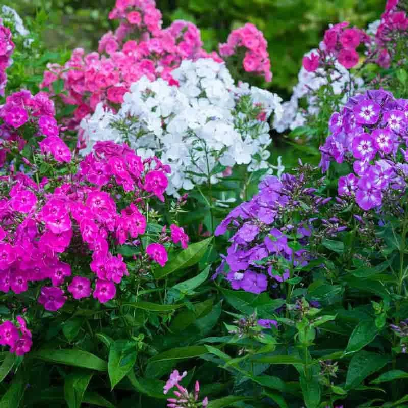 Phlox