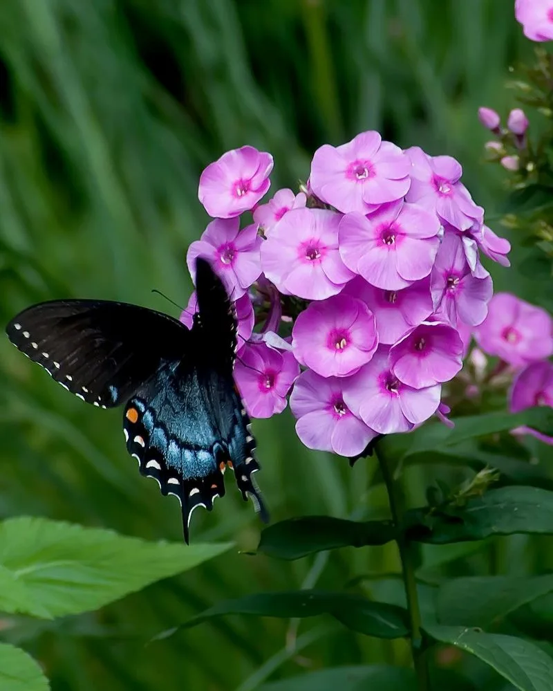Phlox