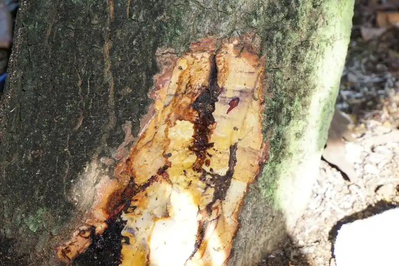 Phytophthora Canker