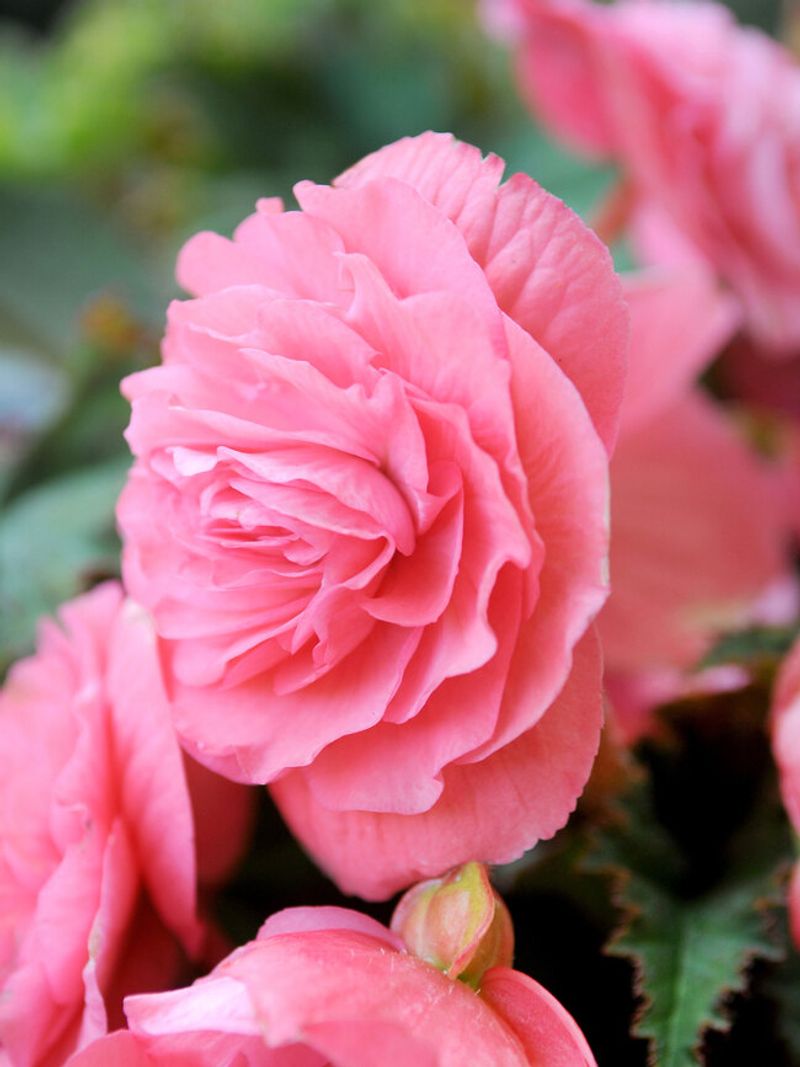 Double Begonia