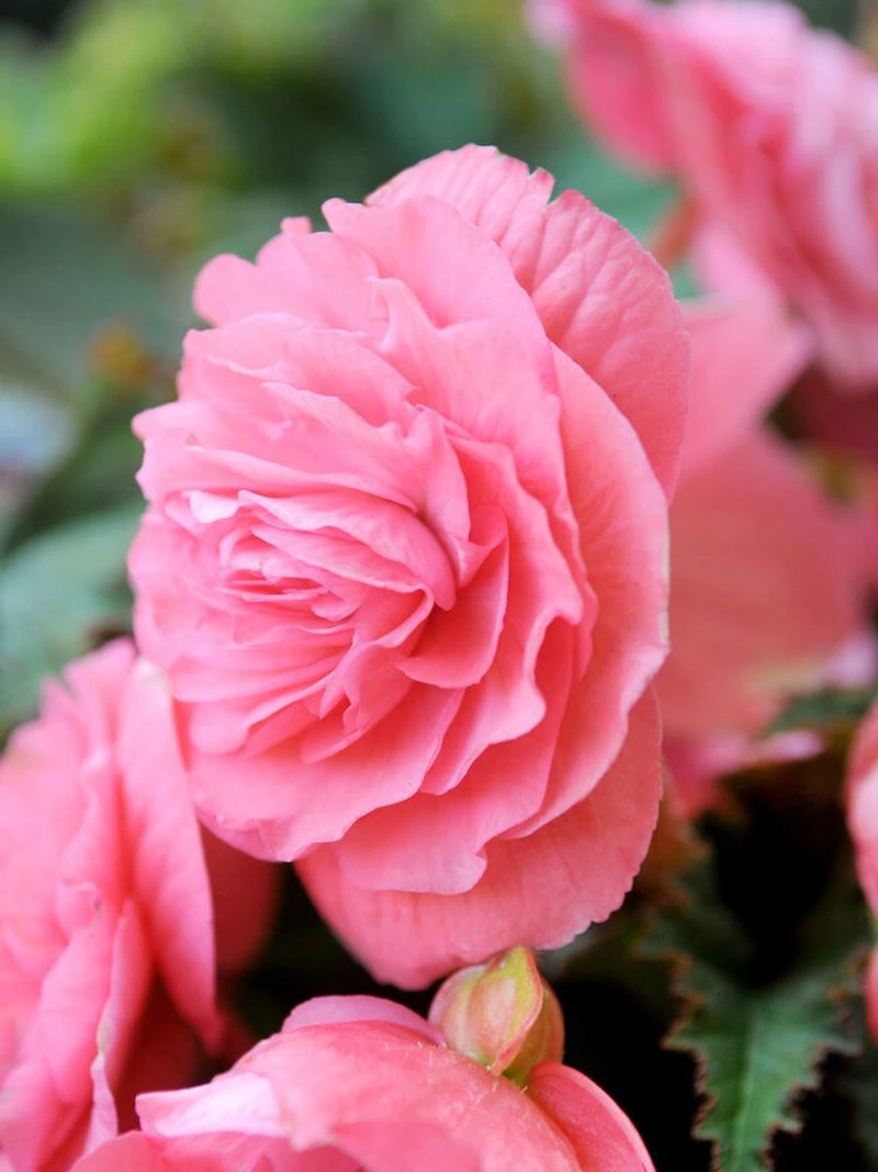 Double Begonia