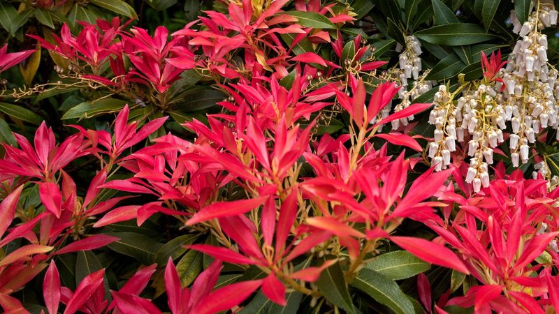 Pieris (Avoid Pruning)