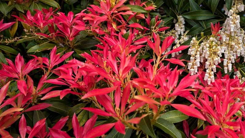 Pieris (Avoid Pruning)