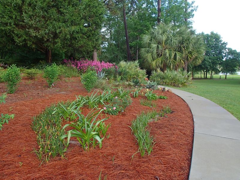 Pine Needles