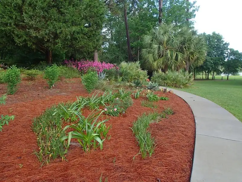 Pine Needles