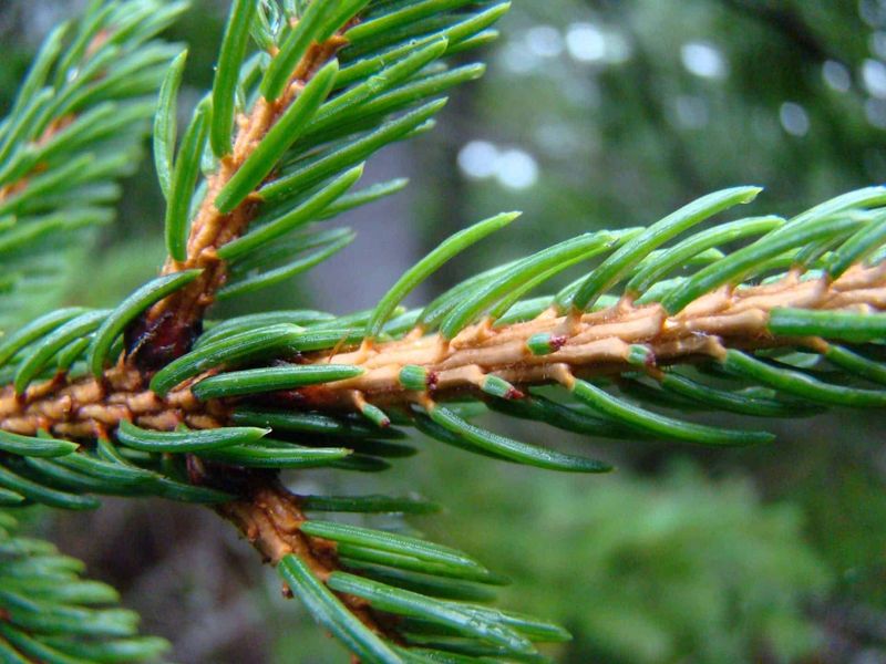 Pine Needles