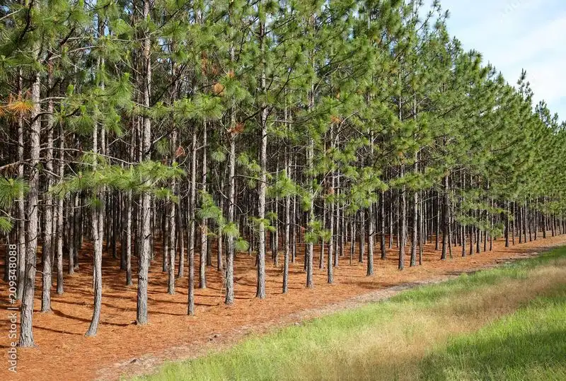 Pine Tree Grove