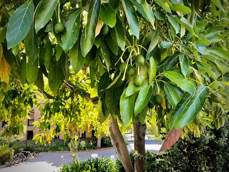 Avocado Trees