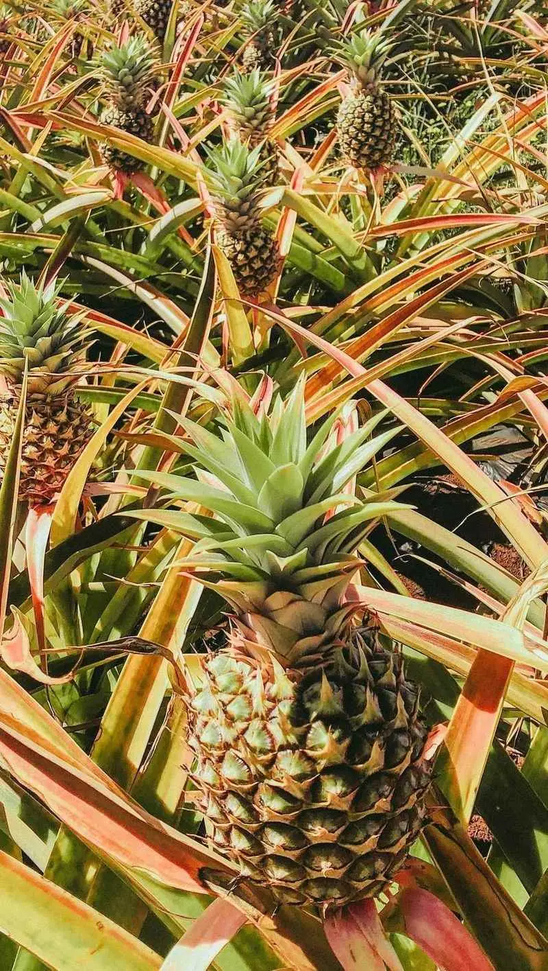 Pineapple