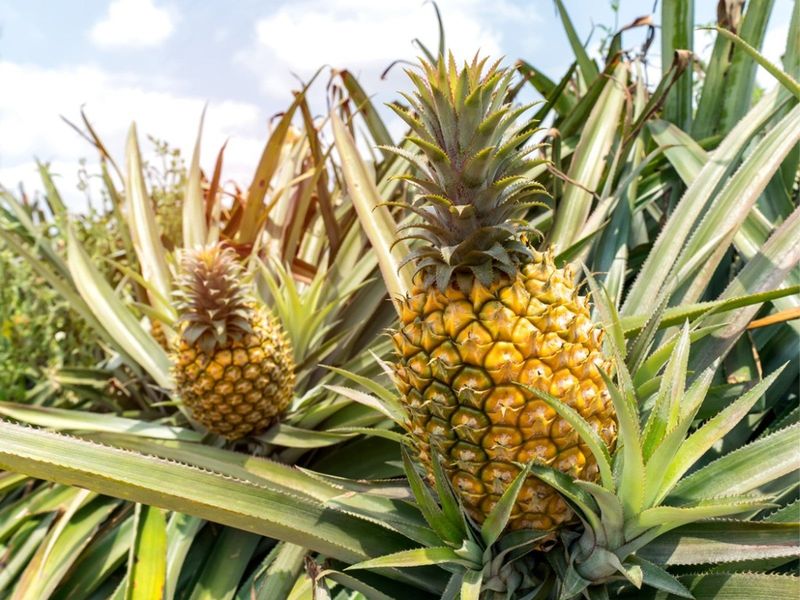 Pineapple Power Potion