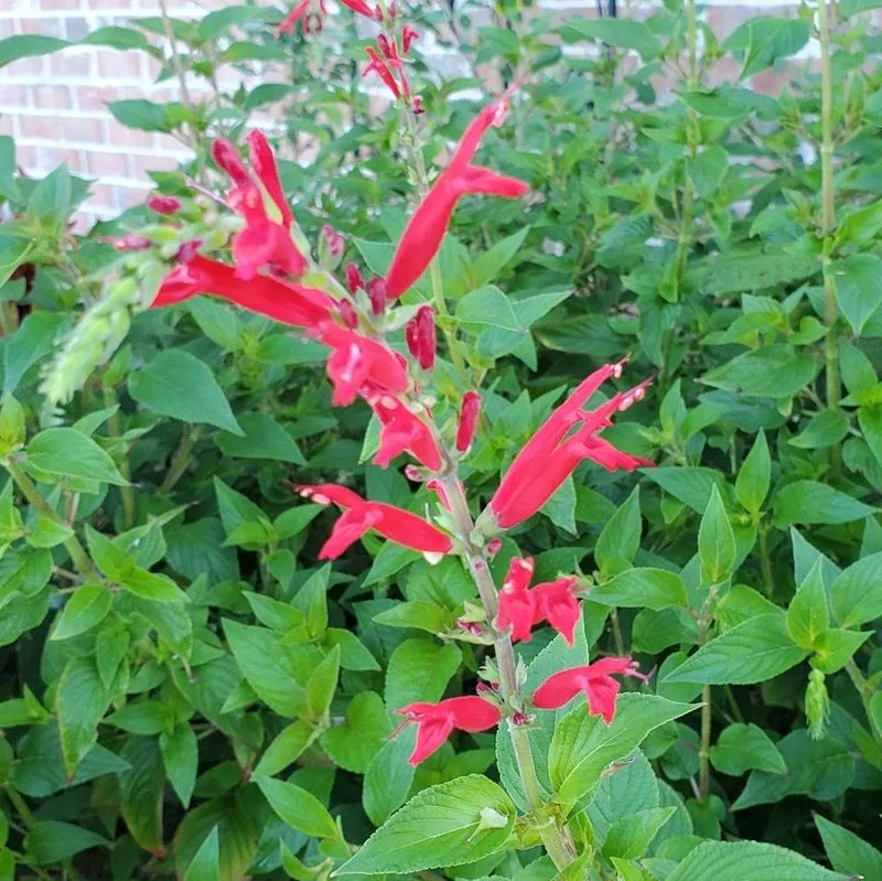 Pineapple Sage
