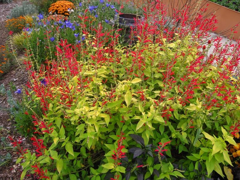 Pineapple Sage: Tropical Aroma