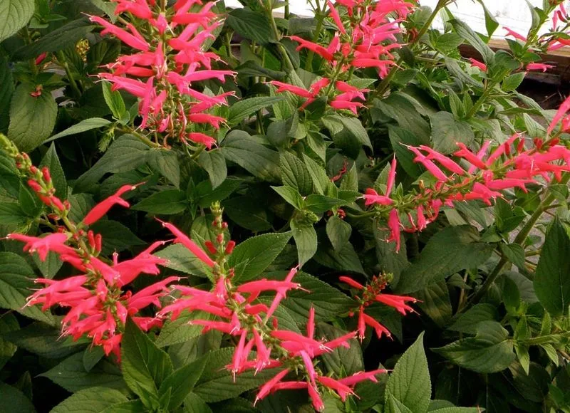 Pineapple Sage