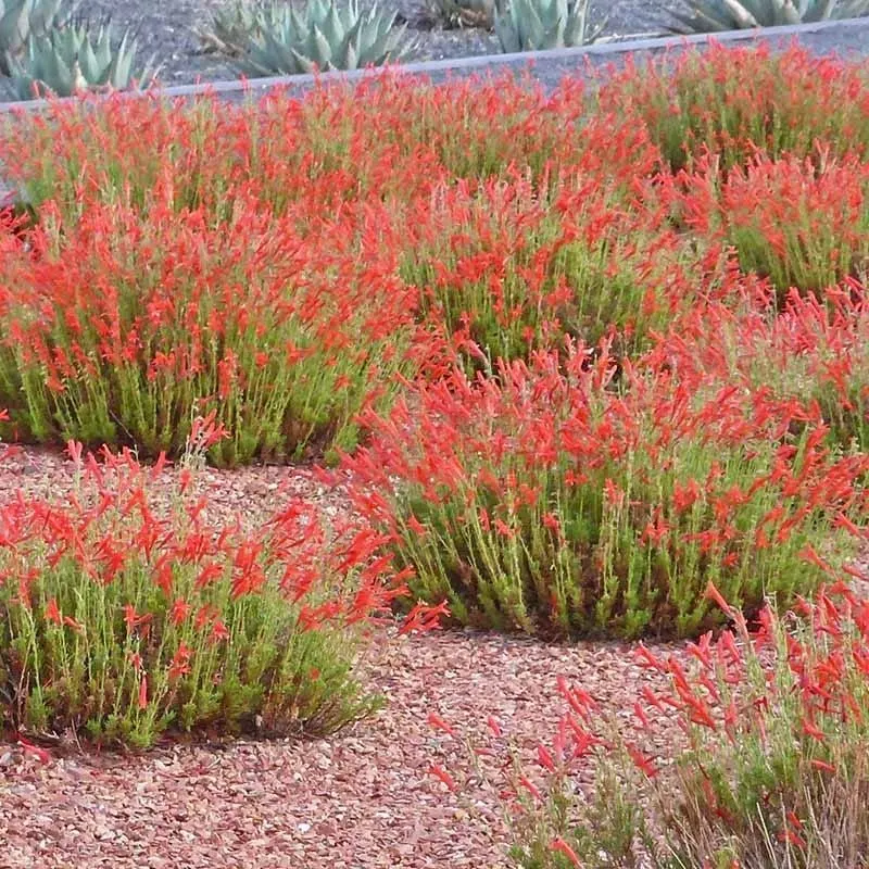 Pineleaf Penstemon (Penstemon pinifolius)