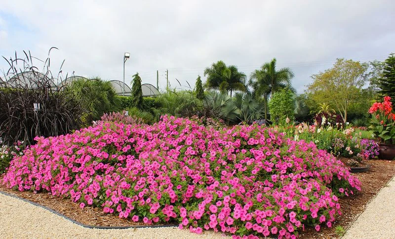Pink Passion