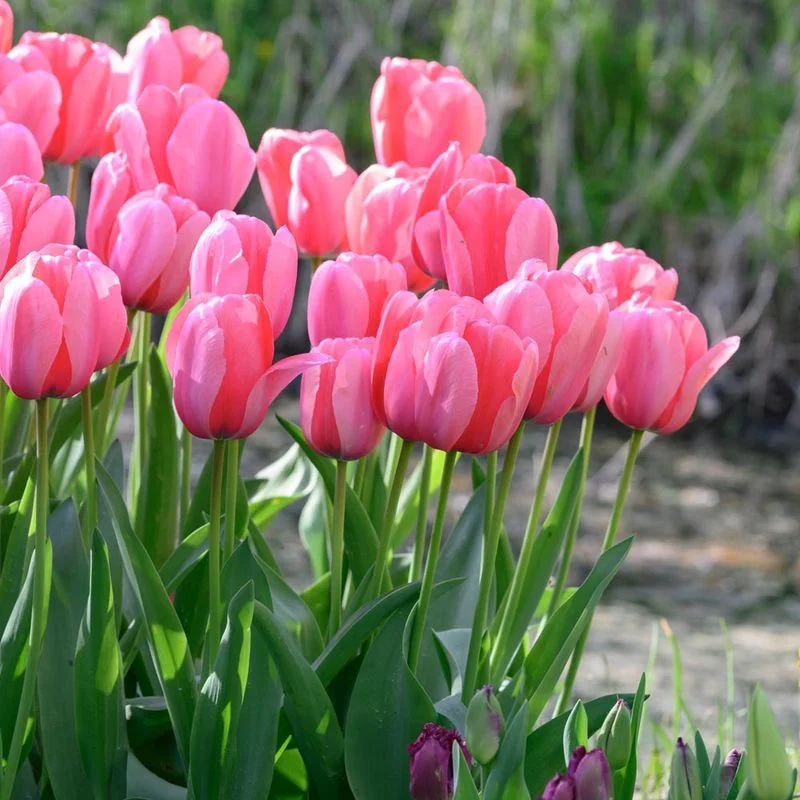 Pink Tulip