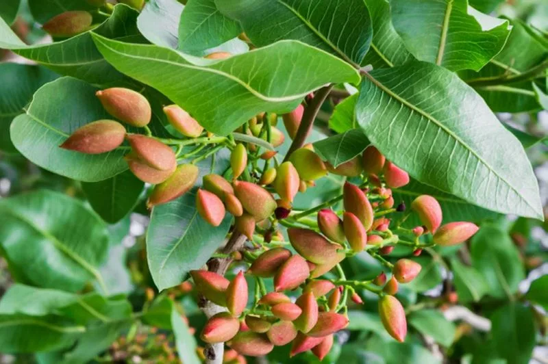 Pistachio
