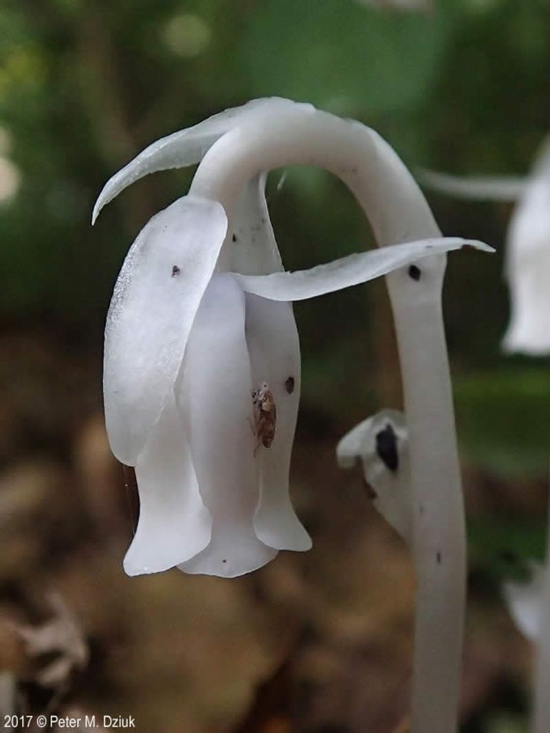 Monotropa Uniflora