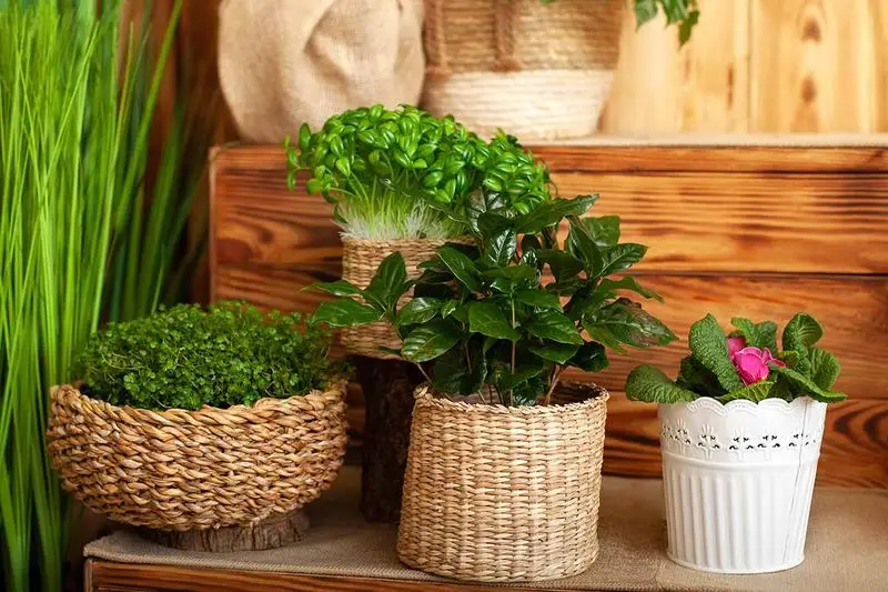 Plant-Based Aromatherapy