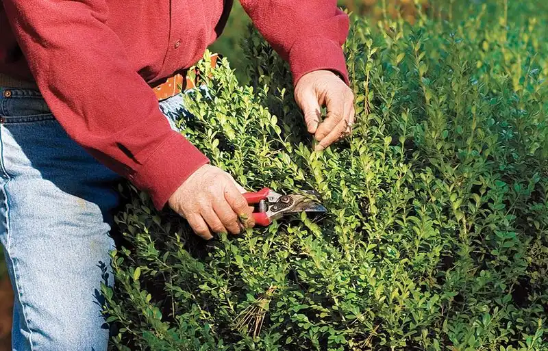 Prune Spring-Flowering Shrubs