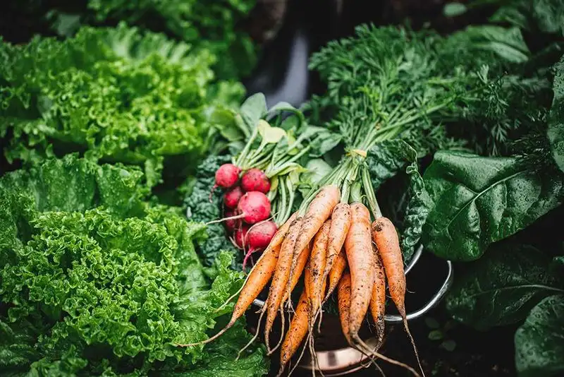 Plant Cool-Season Vegetables