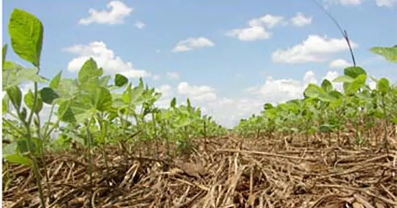 Plant Cover Crops