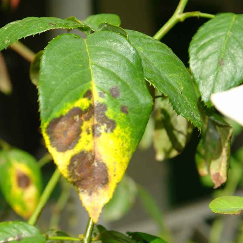 Plant Diseases Spreading