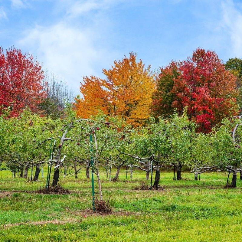 Plant Fruit Trees