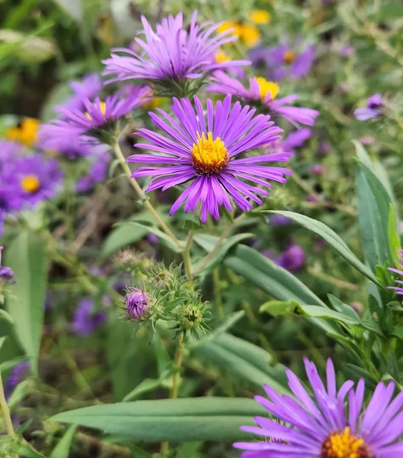 Plant Native Flowers