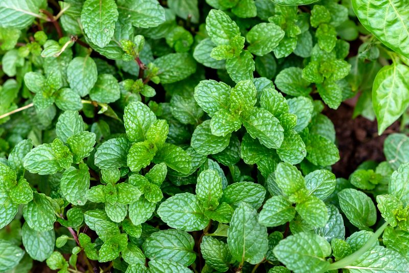 Plant Peppermint
