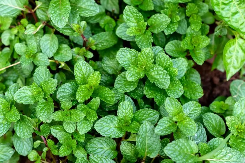 Plant Peppermint