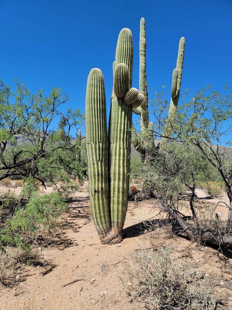 Cactus