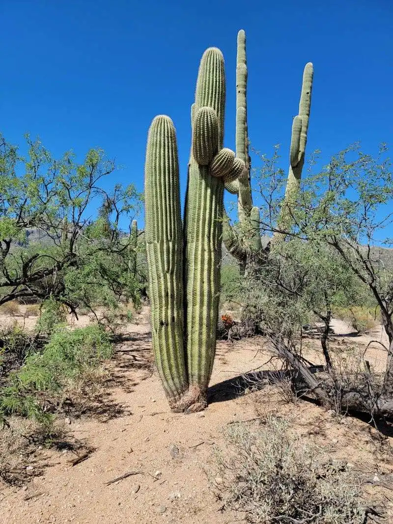 Cactus