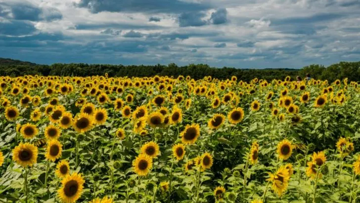 Plant Personalities: What Your Favorite Species Says About Your Gardening Style