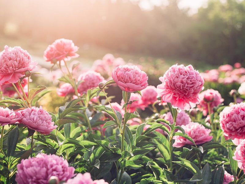 Plant Scented Blooms