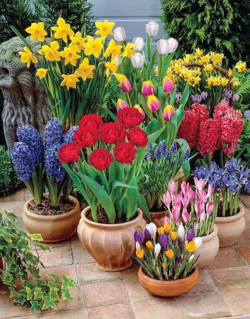 Plant Spring Bulbs